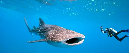 scuba diving in belize with whale sharks