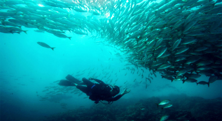 scuba diver in costa rica