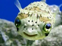 PufferFish01